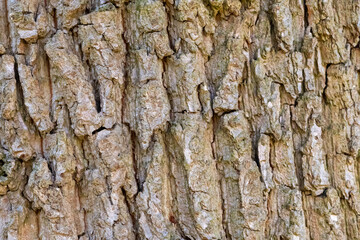 Close up tree bark texture as a wooden background