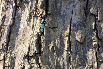 Close up tree bark texture as a wooden background