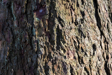 Close up tree bark texture as a wooden background