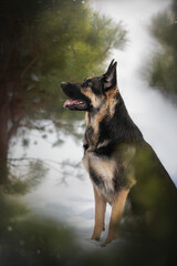 A magnificent East European Shepherd dog is standing alert in a winter forest blanketed in snow. Surrounding pine trees create a tranquil backdrop as the dog gazes ahead