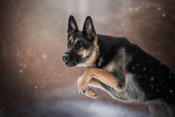 An East European Shepherd dog is captured mid-jump, showcasing its agility and strength while navigating a snowy forest in the heart of winter, surrounded by quiet beauty
