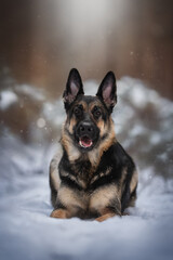 A striking East European Shepherd dog is lying comfortably in a snowy forest, surrounded by gentle snowfall. The tranquil winter scene highlights the dog's alert expression and majestic fur