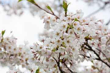 Cherry blossom close up. Nature floral background