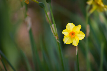isolated yellow daffodil in the garden