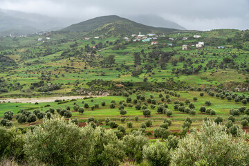 olive groves, Ihlale Al Oued and Rif Mountains, Chefchaouen province ,Morocco, North Africa
