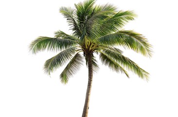 Palm tree isolated on a white background