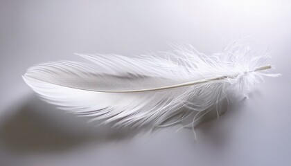 Obraz premium white feather on white background