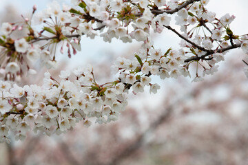 Cherry blossom close up. Nature floral background