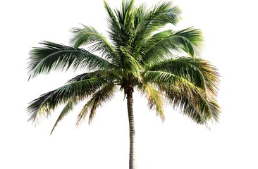 Palm tree isolated on a white background
