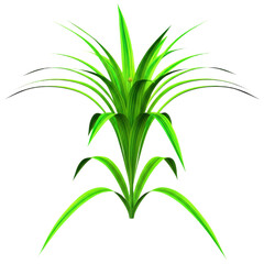 Obraz premium Vibrant Green Plant with Long Slender Leaves, transparent background png