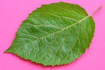 Obraz premium Vibrant green leaf detailed macro shot, colorful vivid pink background
