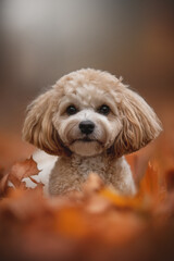 A playful Maltipoo with curly fur stands amidst colorful autumn leaves in an urban setting, enjoying the warm sunlight of the season, perfectly capturing the joyful essence of fall