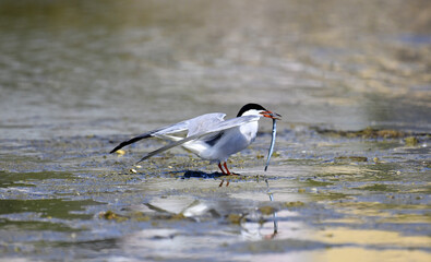 A common tern (lat. Sterna hirundo), a fishing bird, has successfully caught a pipefish (lat. Syngnathidae) and is holding it in its beak while sitting on a sandbank with its wings outstretched.