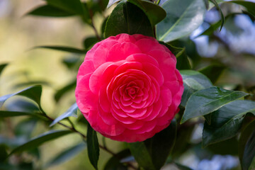 red camellia flower close up
