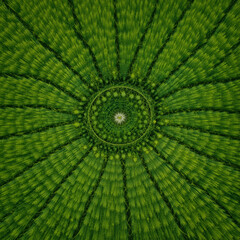 Lush green rice fields create stunning circular pattern, showcasing nature beauty and symmetry