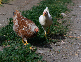 Chickens foraging together in a sunlit rural landscape during a peaceful afternoon walk