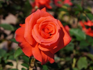 red rose in garden