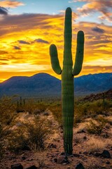 Majestic saguaro cactus at sunset