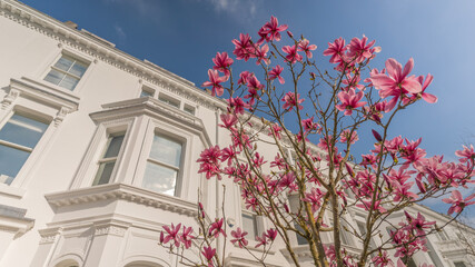 Magnollia blossom in London