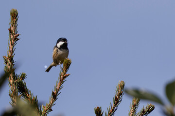 Coal Tit Singing in Tree