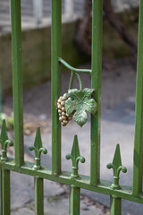 Close-up of vintage metal fence with grape ornament in Piromontas district, Vilnius, Lithuania