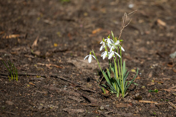 Common snowdrop (Galanthus nivalis)