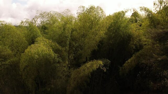 sobrevuelo sobre los guaduales t&iacute;picos de la regi&oacute;n cafetera en colombia