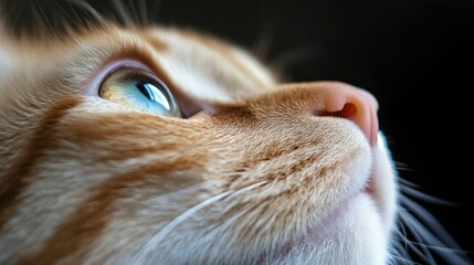 Close-up view of a ginger cat's face, gazing upwards.  A detailed, focused portrait of a curious feline, showcasing its expressive eyes and soft fur