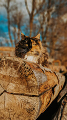 The tricolore cat resting on the wood in the garden. 