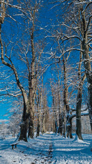Alley in the Jablonn&eacute; v Podje&scaron;těd&iacute;, Liberec region.