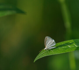 White Spring Moth, Lomographa vestaliata, perched on leaf