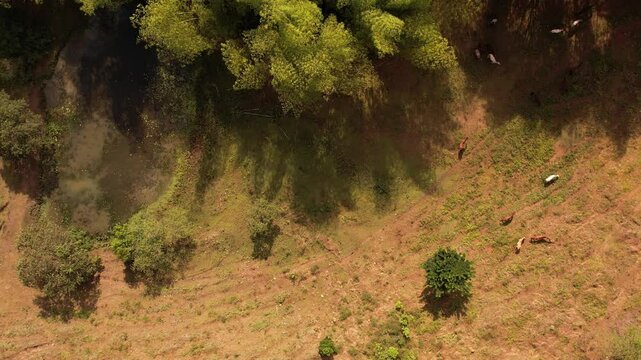 sobrevuelo sobre los guaduales t&iacute;picos de la regi&oacute;n cafetera en colombia