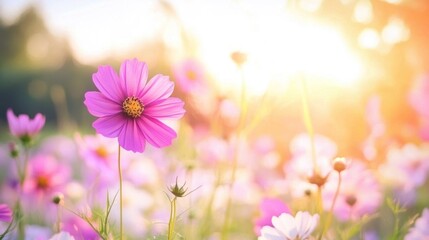 Pink cosmos flowers field bathed in golden sunlight