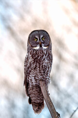 Great Gray Owl (Strix nebulosa) perched on a weathered branch against a backdrop of a soft blue winter sky.
