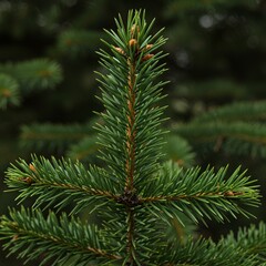 Fototapeta premium Evergreen Spruce Branch: Deep Green Needles, Detailed Texture, Natural Beauty