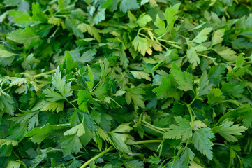 Freshly harvested cilantro bunches showcase vibrant green hues in a bustling market during a sunny afternoon
