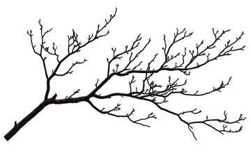 Obraz premium Dark Brown Bare Tree Branch with Tiny Colorful Lights on Transparent Background, PNG
