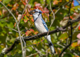 A Blue Jay holding two large acorns in its beak
