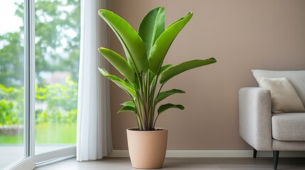Indoor plant in a modern living space
