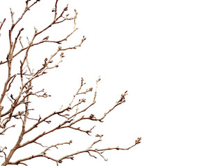 Fototapeta premium Detailed Brown Tree Branch on Transparent Background, PNG