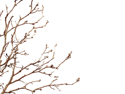 Detailed Brown Tree Branch on Transparent Background, PNG