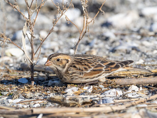 A Lapland Longspur in basic winter amongst dry vegetation on a shingle beach