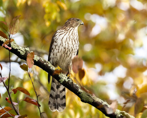An immature Cooper's Hawk perched on a bare branch with fall leaves as background