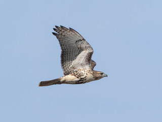 Fototapeta premium A close up of an immature Red-tailed Hawk in flight