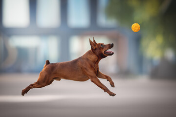 A lively miniature pinscher bounds through an urban landscape, eyes focused on a bright yellow...