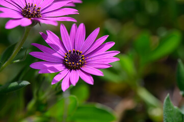 Blooming purple daisies dancing in the warm sunlight, capturing the essence of spring in a vibrant garden landscape
