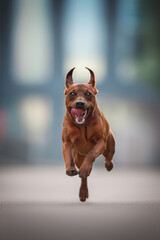 A lively miniature pinscher bounds down the city streets, tongue out and tail wagging with...