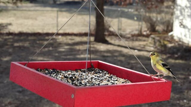 American Goldfinch gets Frustrated with a Dark-eyed Junco