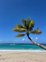 palm tree on beach