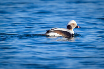 Long-tailed Duck swimming in blue ocean water